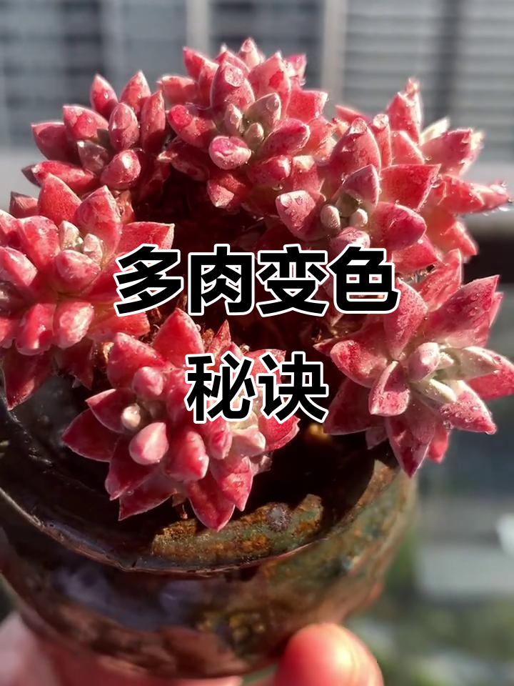 秋季让白菊多肉变红,轻松上色,效果翻倍!