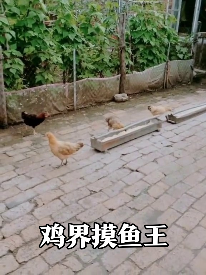 鸡圈打工人图鉴:三只摸鱼一只卷,黑鸡:我太难了!