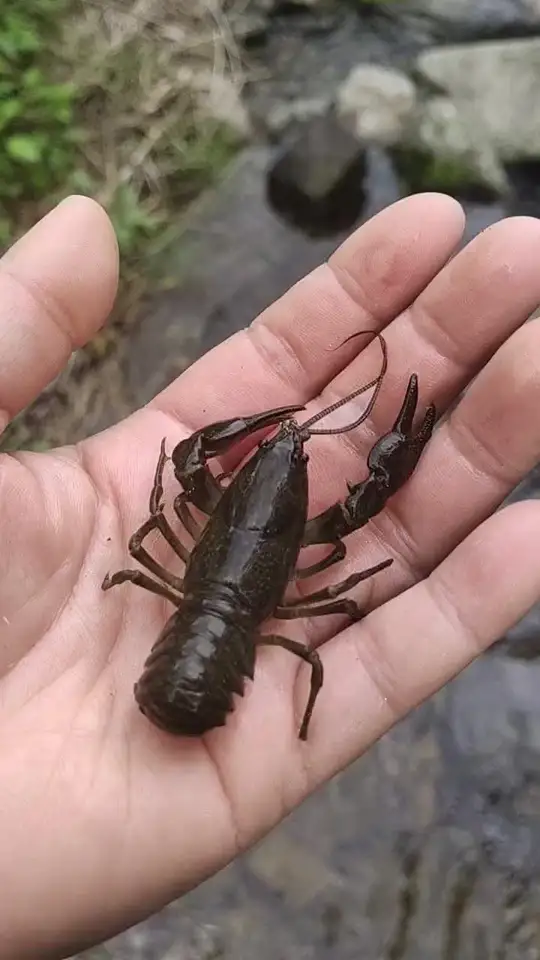 5斤重大龙虾,究竟长啥样?