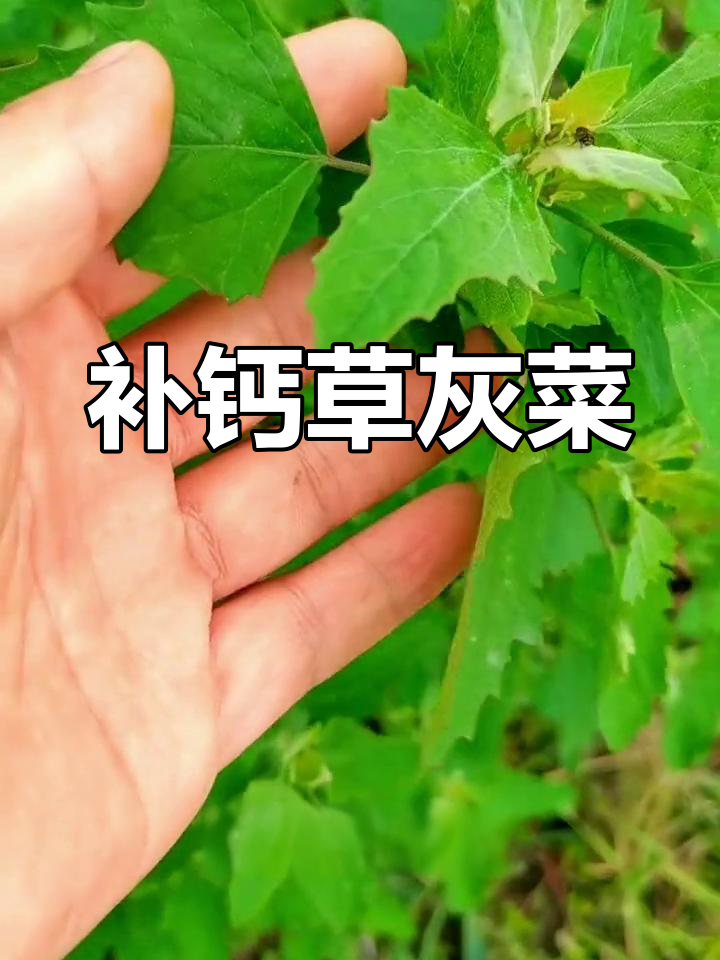 灰菜的营养价值与食用方法