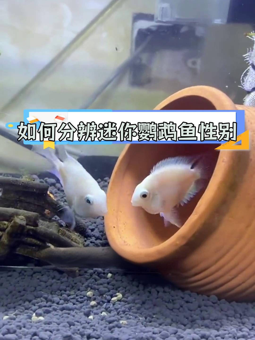 迷你鹦鹉鱼公母区分技巧大揭秘