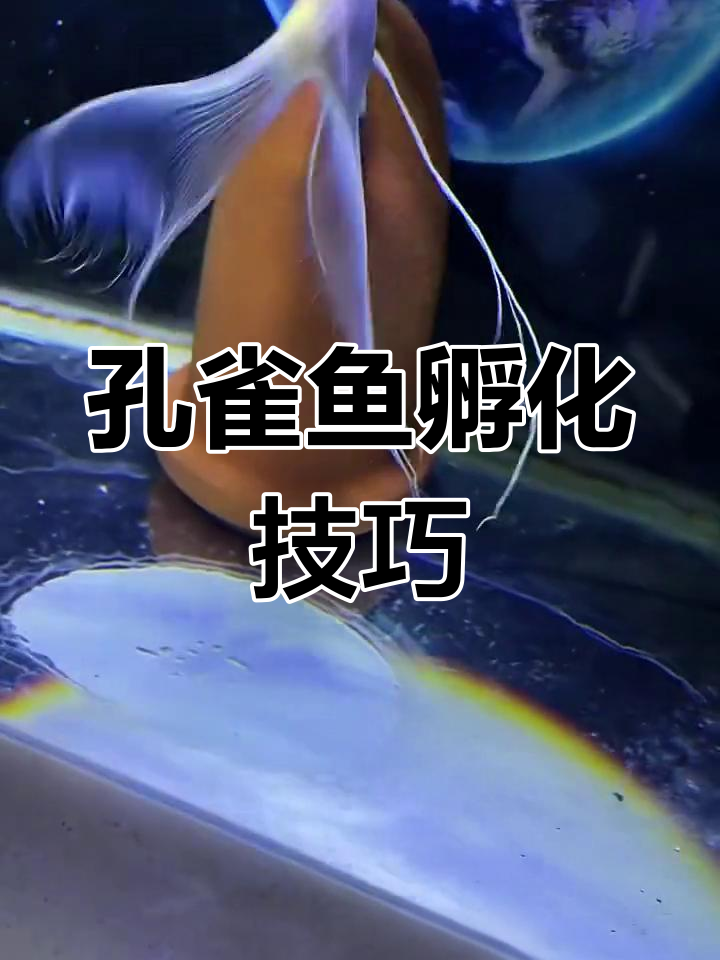 孔雀鱼人工孵化全过程