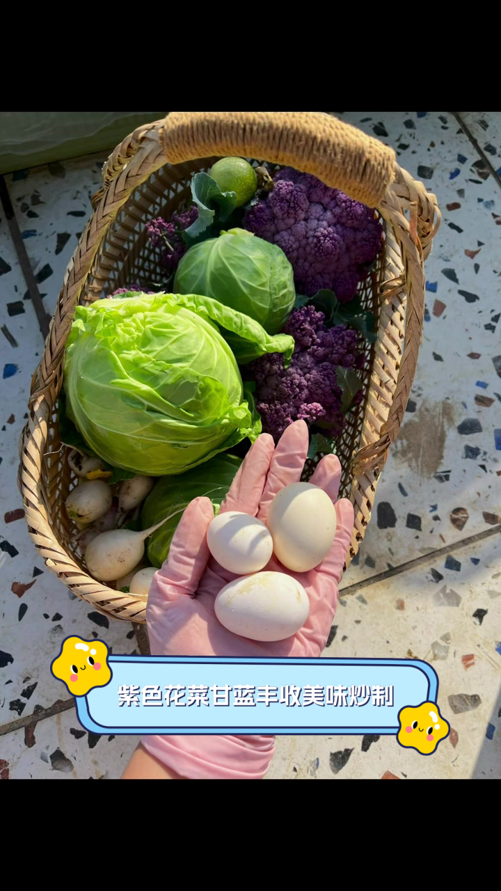 紫色花菜甘蓝丰收,美味炒制