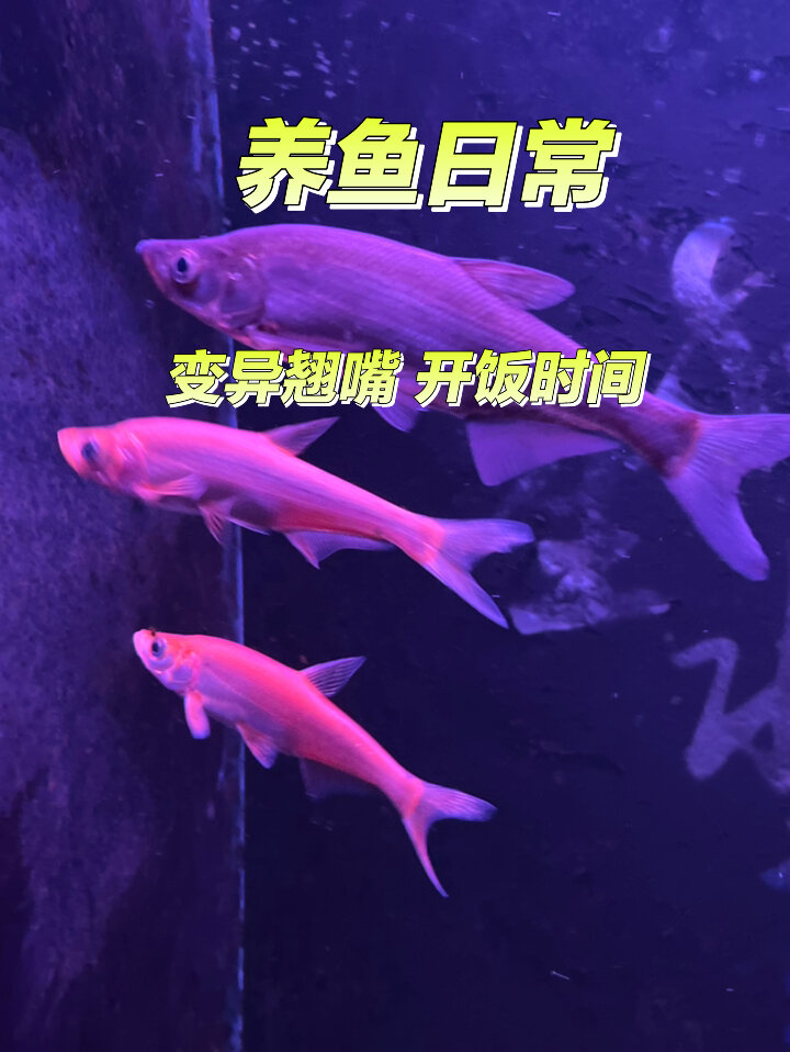 养鱼日常 变异翘嘴开饭时间 黄金红鳍鮊