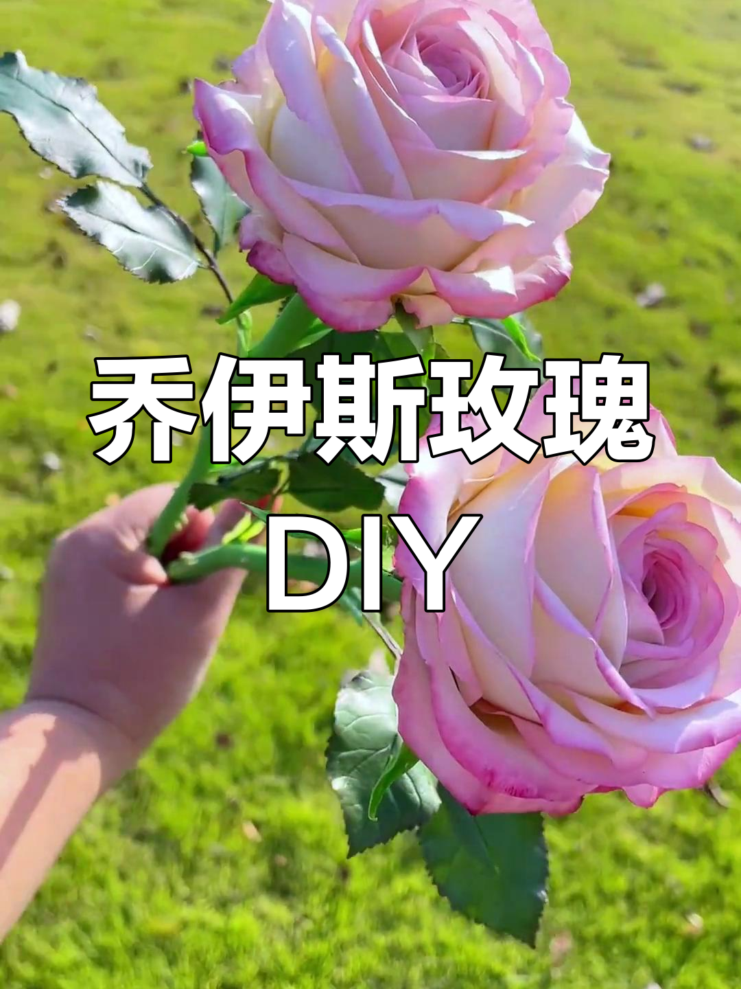 超轻粘土手工玫瑰制作教程