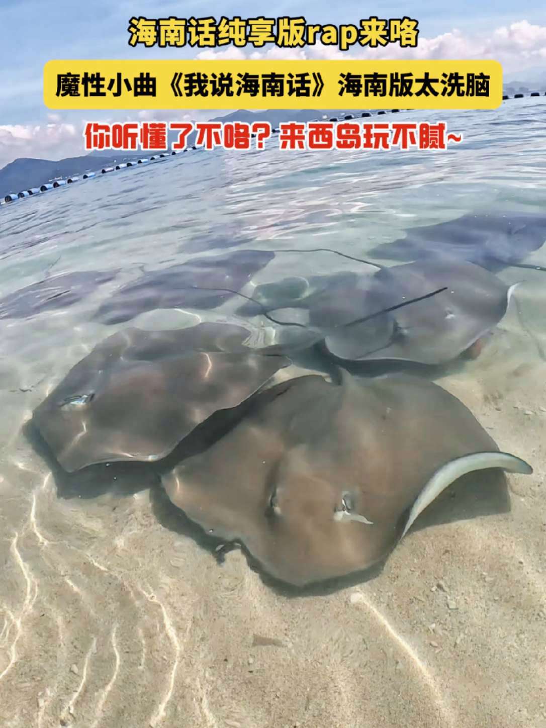 我说普通话你说口音有点重 西岛魔鬼鱼:你一票我一西岛明天就出道～@你好三亚 不敢想象这得有