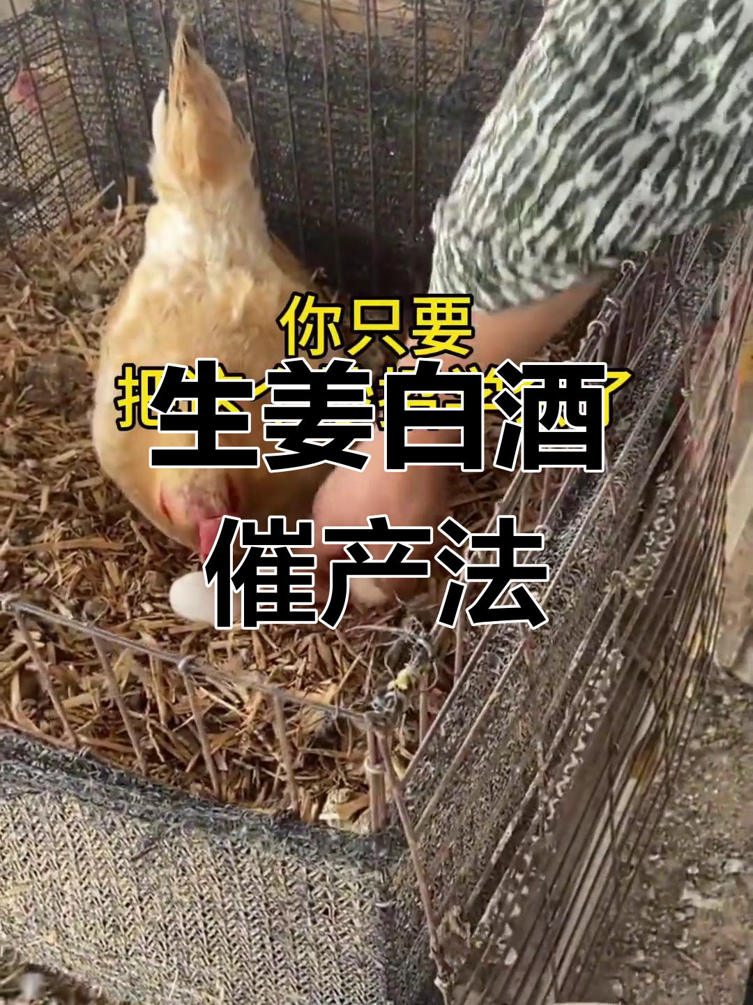 秋冬鸡不下蛋?试试这个简单方法