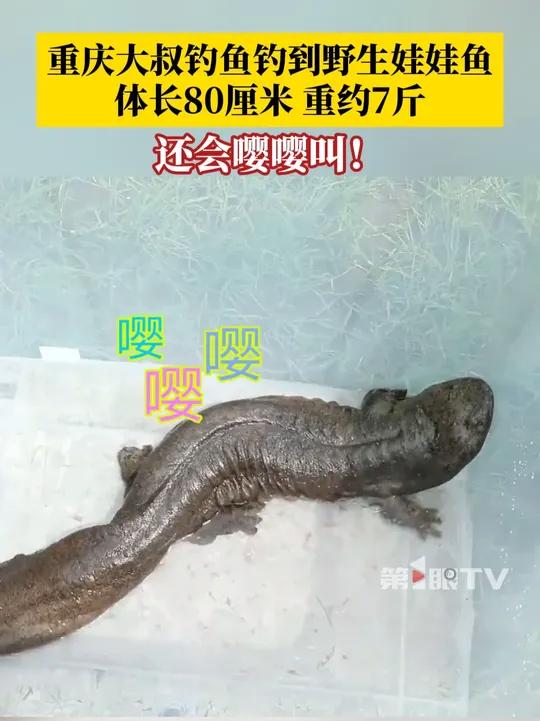嘤嘤叫的娃娃鱼！重庆大叔钓鱼钓到国家二级保护动物野生大鲵，体长80厘米，重约7斤。在对大鲵