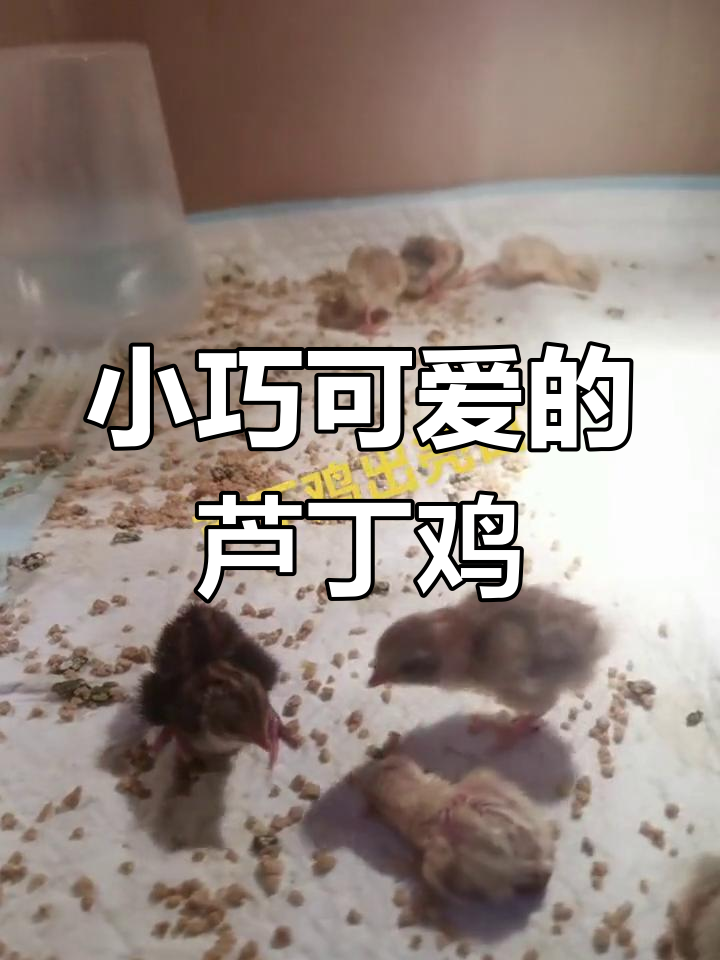 芦丁鸡:世界上最小的宠物蛋,超萌又可爱