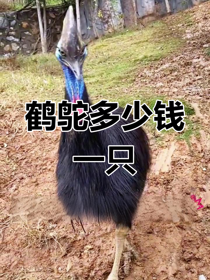 鹤鸵价格揭秘:幼苗3万,成体十几亿