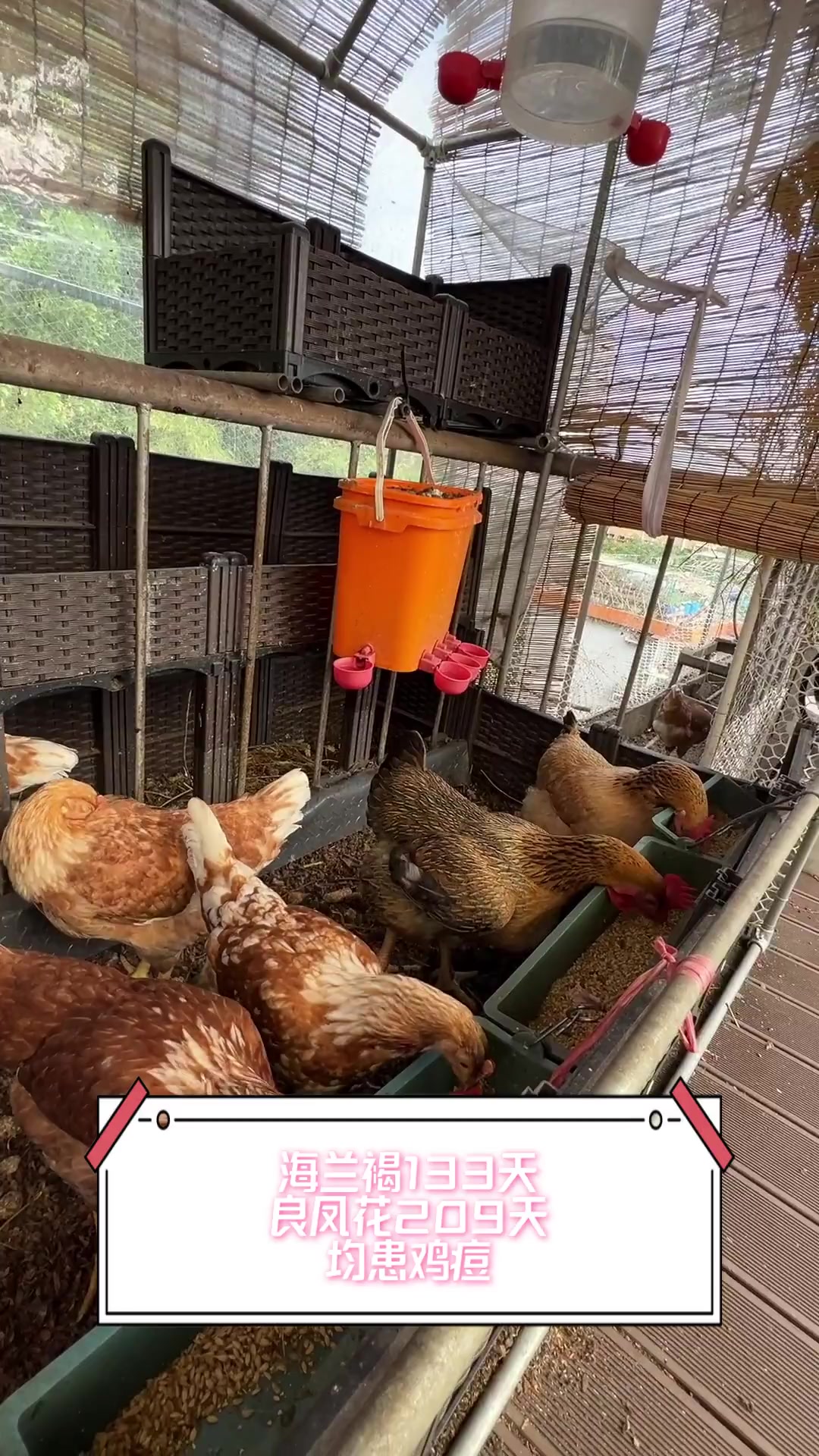 海兰褐133天,良凤花209天,均患鸡痘