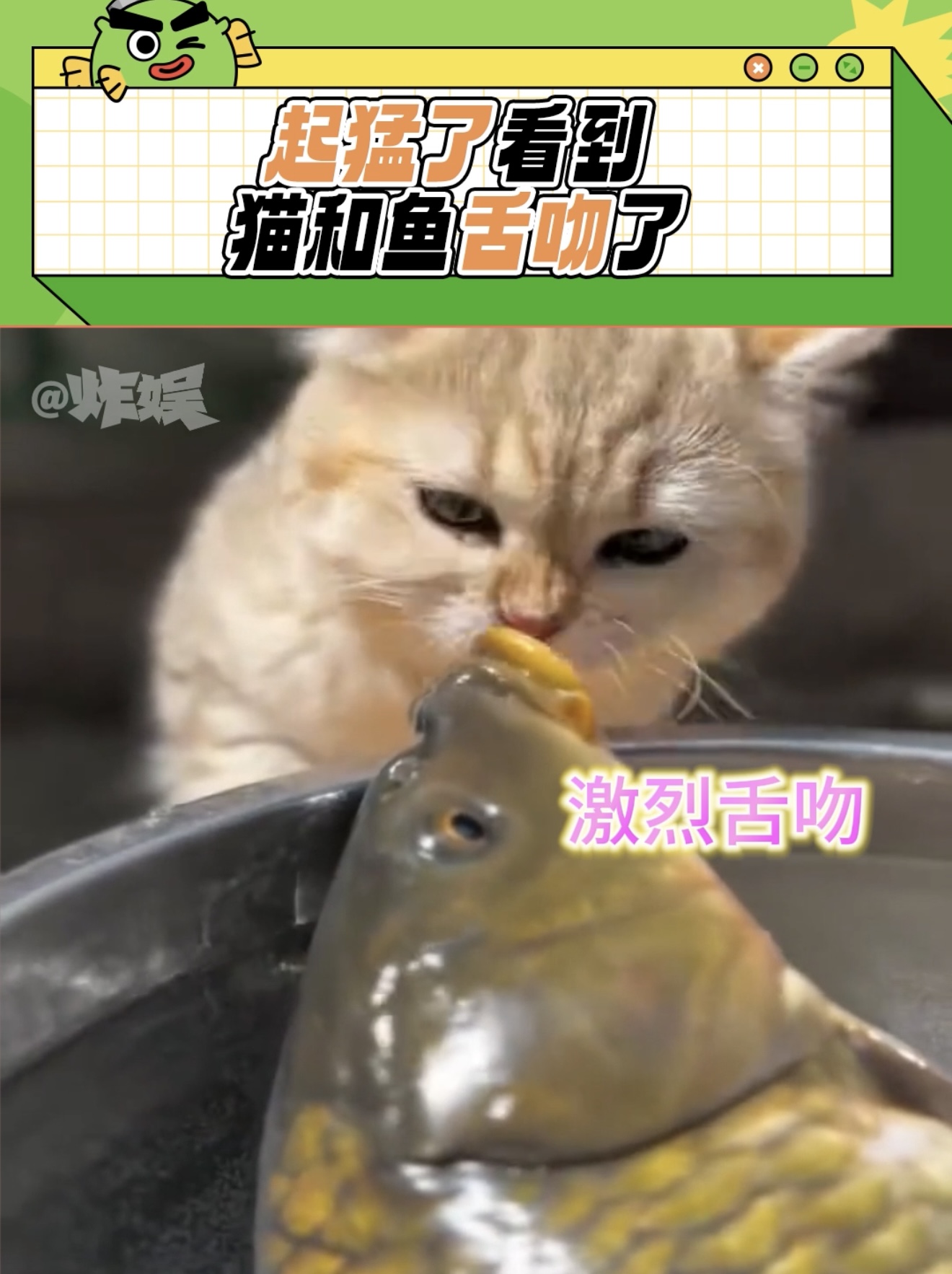 在互联网你甚至可以看到猫和鱼舌吻 猫咪的迷惑行为 从鱼脸上看到了惊恐 万万没想到 萌宠出道