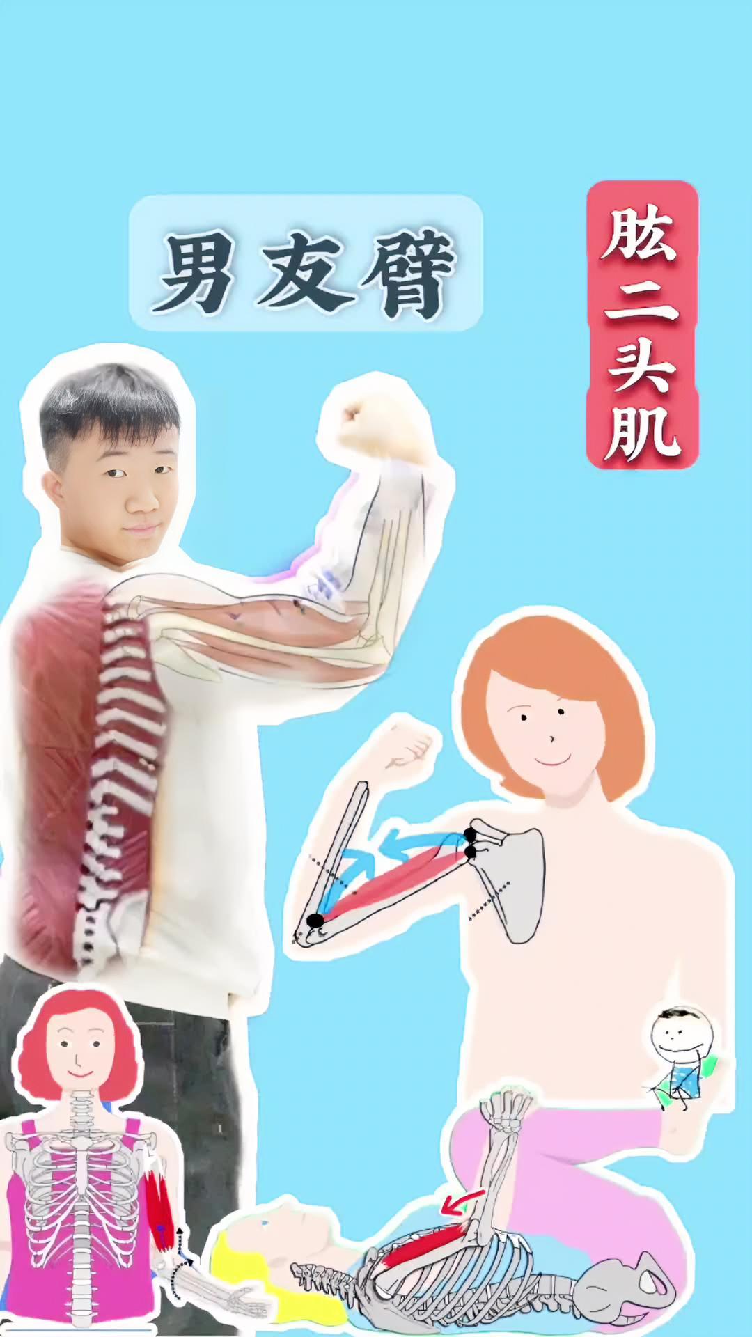 今天来认识曝光度最高的肱二头肌 男友臂 女友臂 体态纠正 肱二头肌 肌肉