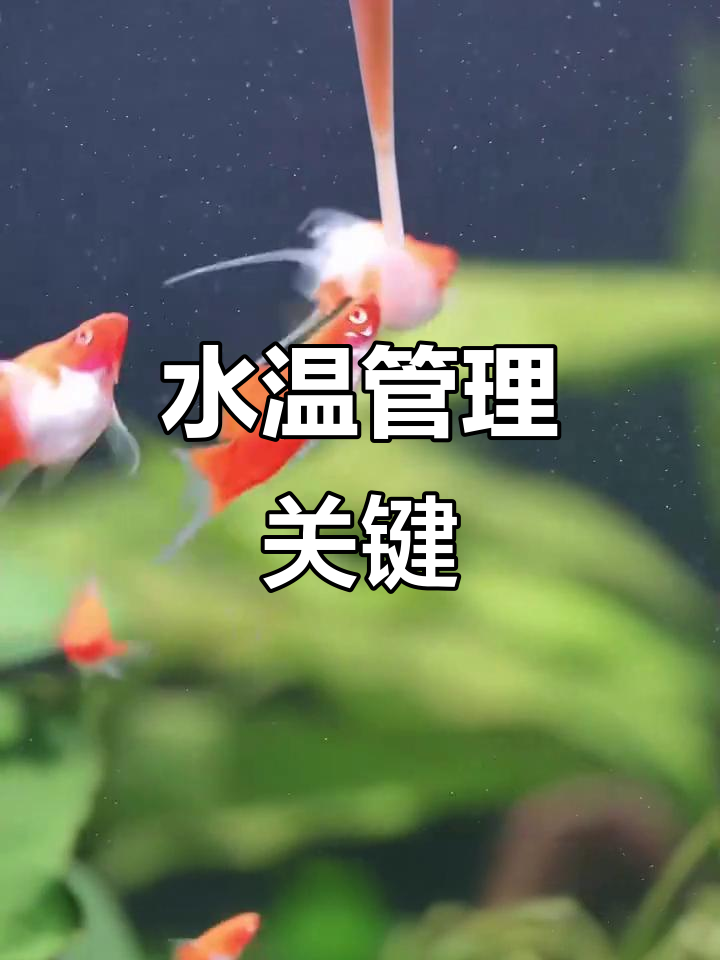 孔雀鱼适宜水温24-28度,过低过高都可能致命