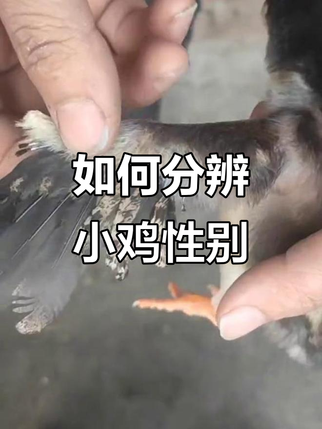 小鸡公母辨别技巧,翅膀、尾巴都能帮你判断!