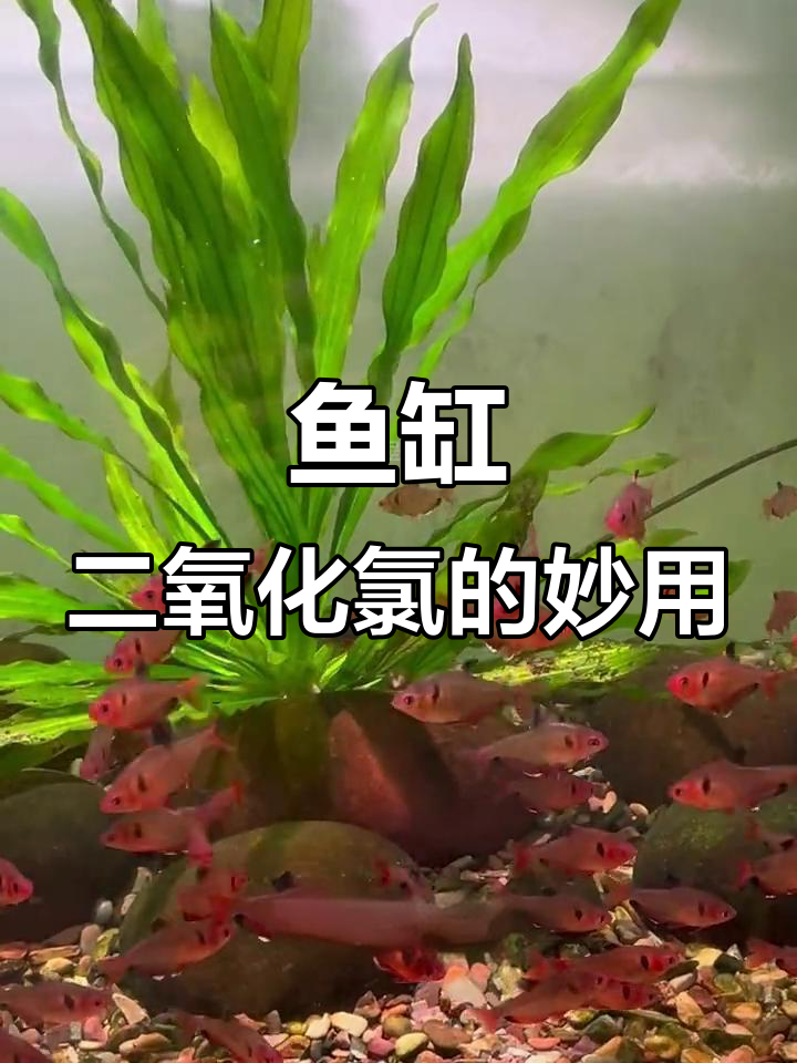 二氧化氯在鱼缸中的神奇作用,清除藻类与水草无压力