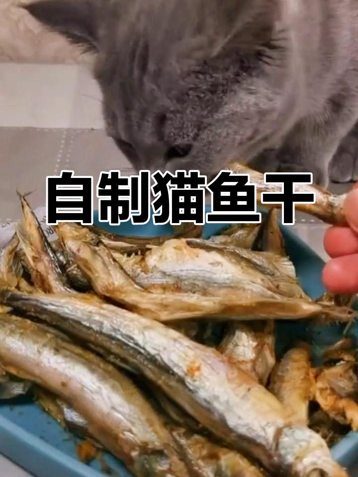 猫咪新宠:自制营养小鱼干