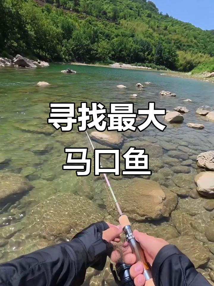 追踪巨型马嘴鱼,非法电捕威胁生态平衡