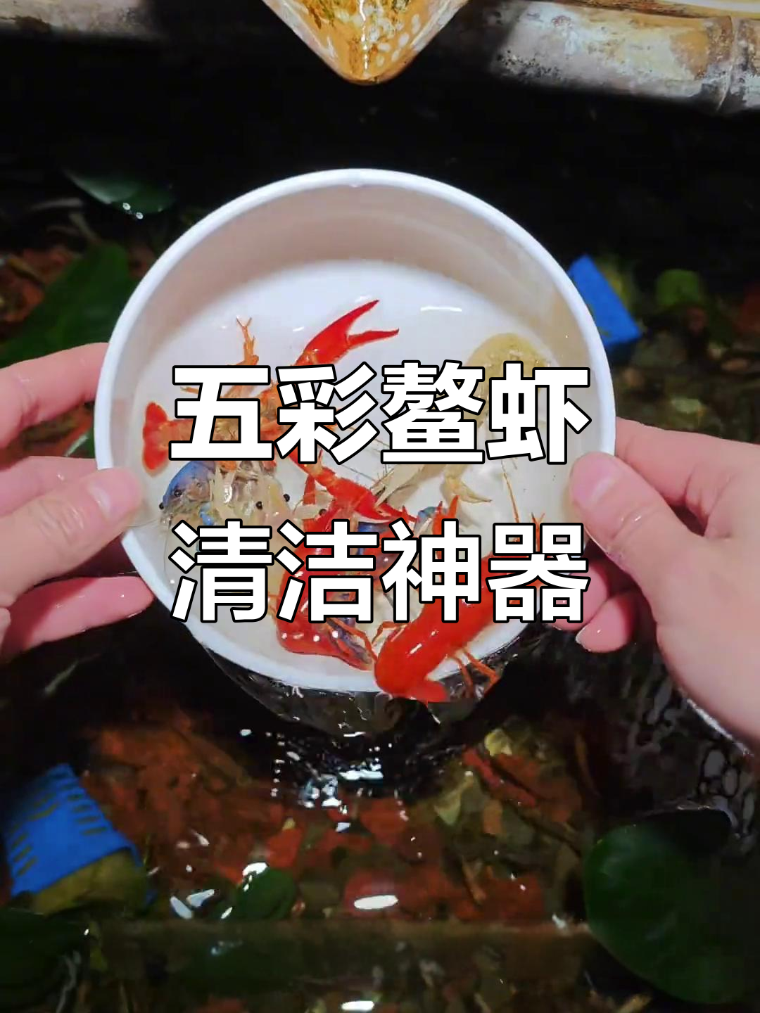 五彩鳌虾,轻松清理鱼缸垃圾,适合懒人养殖