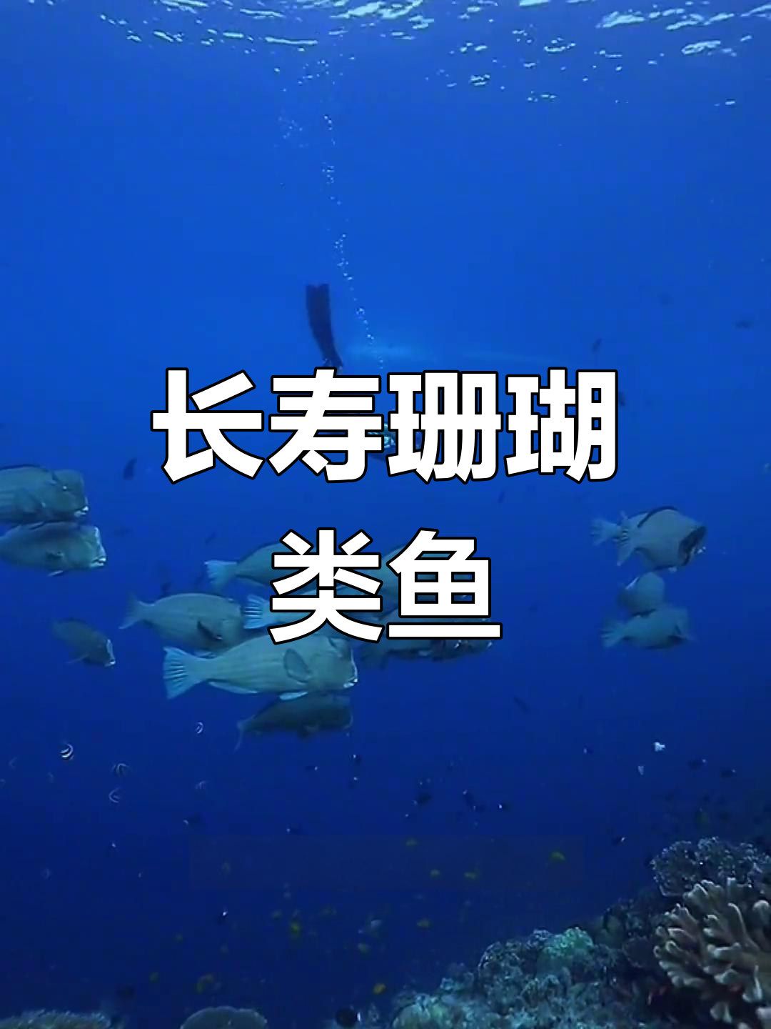 苏眉鱼:珊瑚礁中的长寿巨星