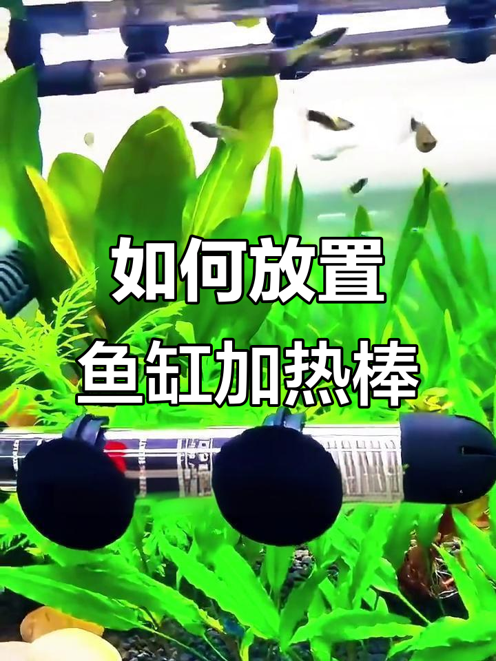 鱼缸加热棒横放还是竖放？正确使用方法揭秘