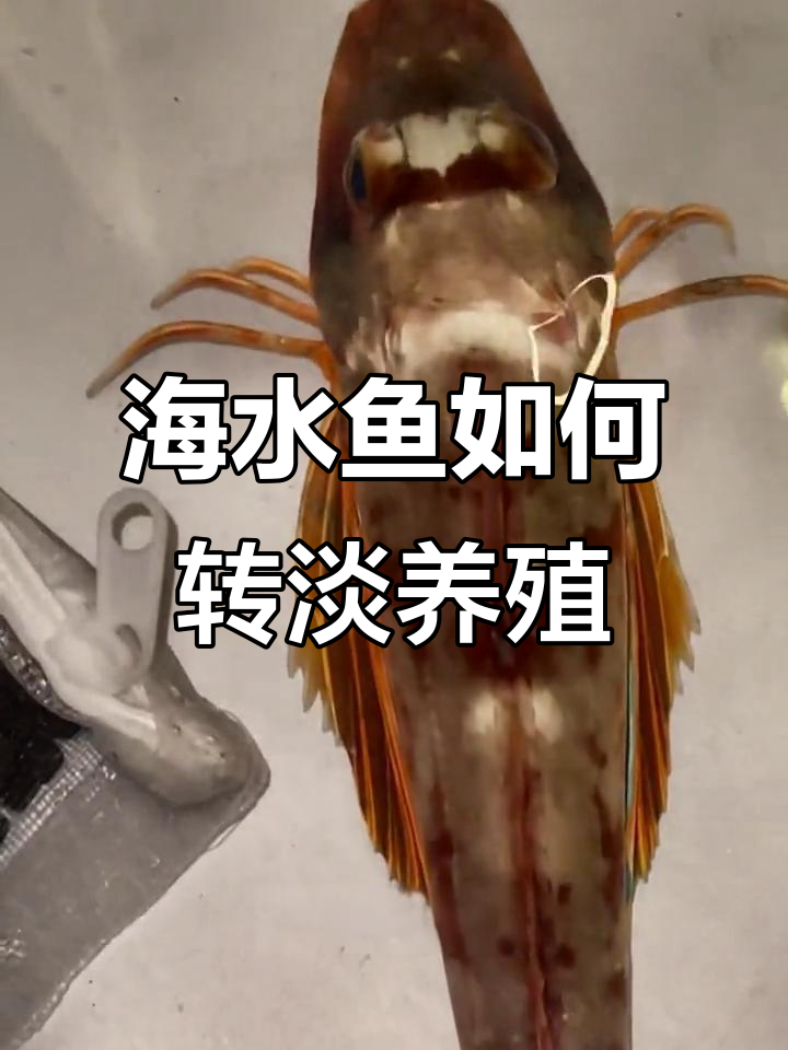 海水鱼入淡水能活吗?绿鳍鱼的简易处理技巧