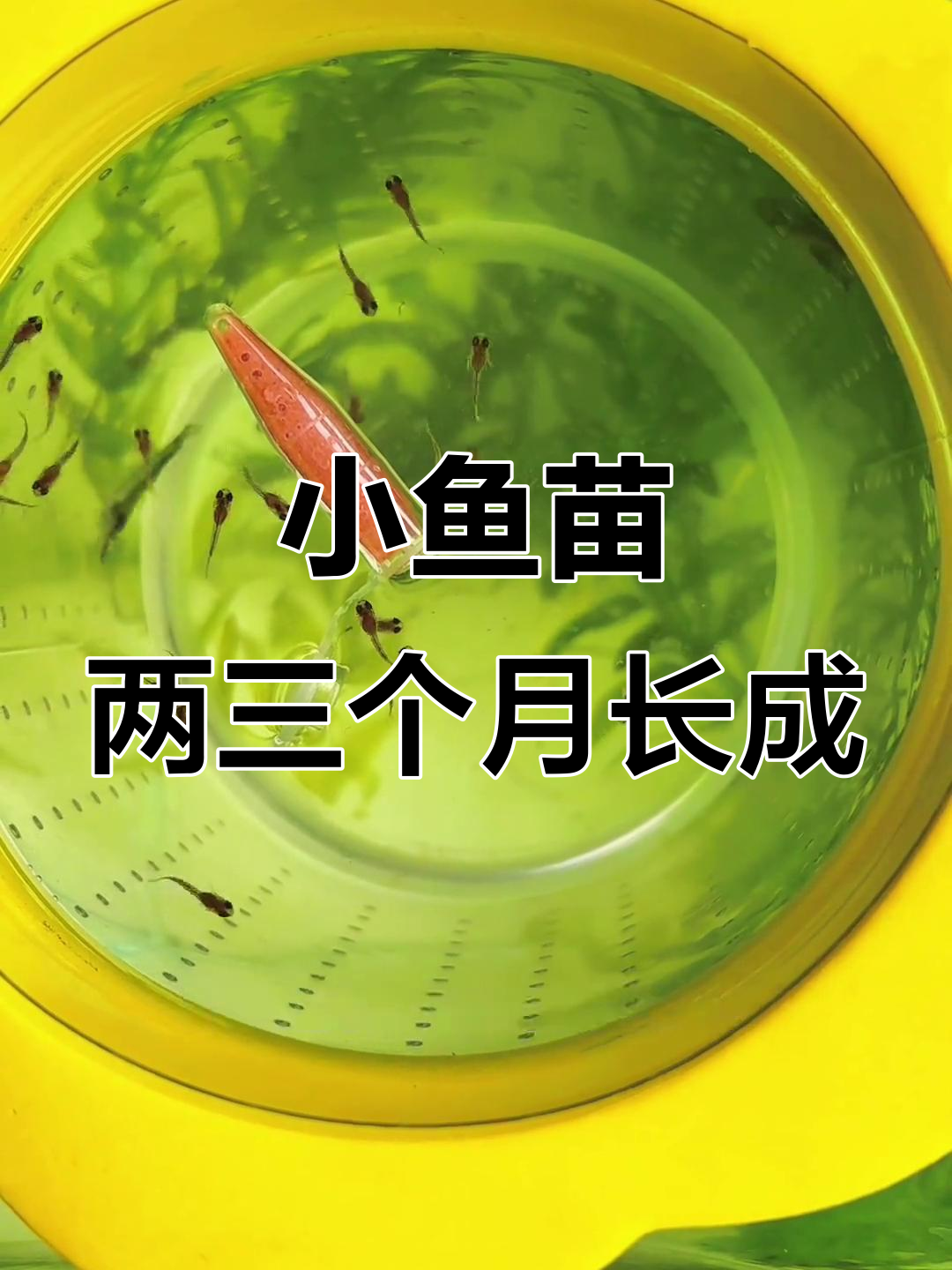 孔雀鱼苗快速长大秘诀:丰年虾喂养技巧