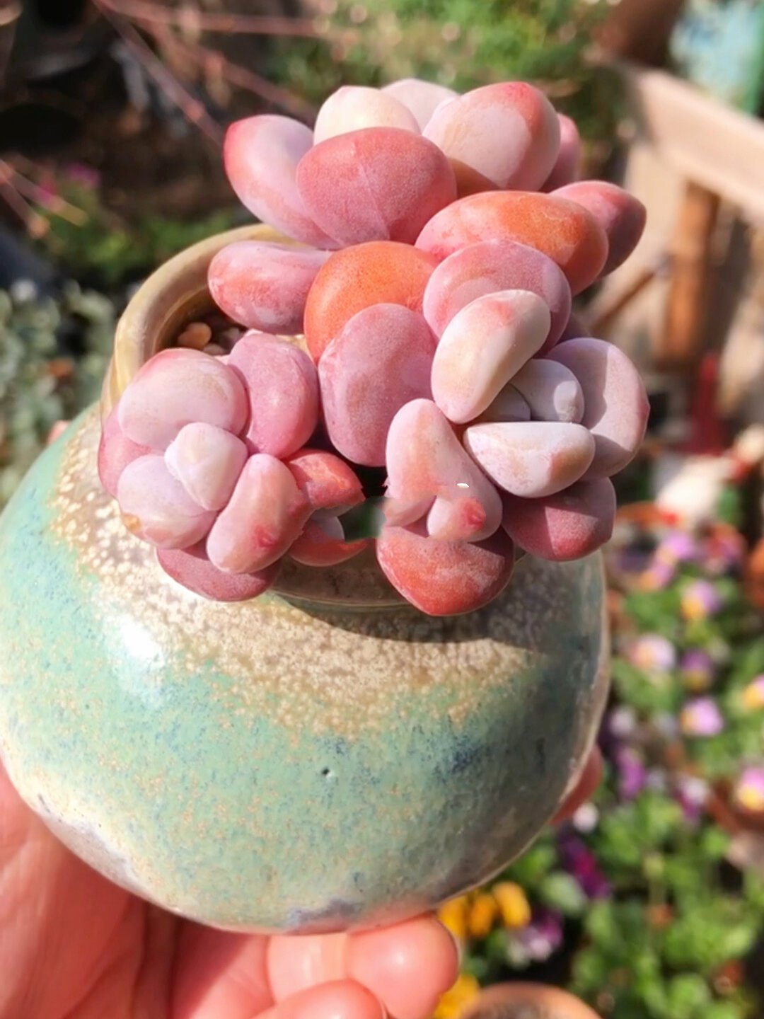 粉桃