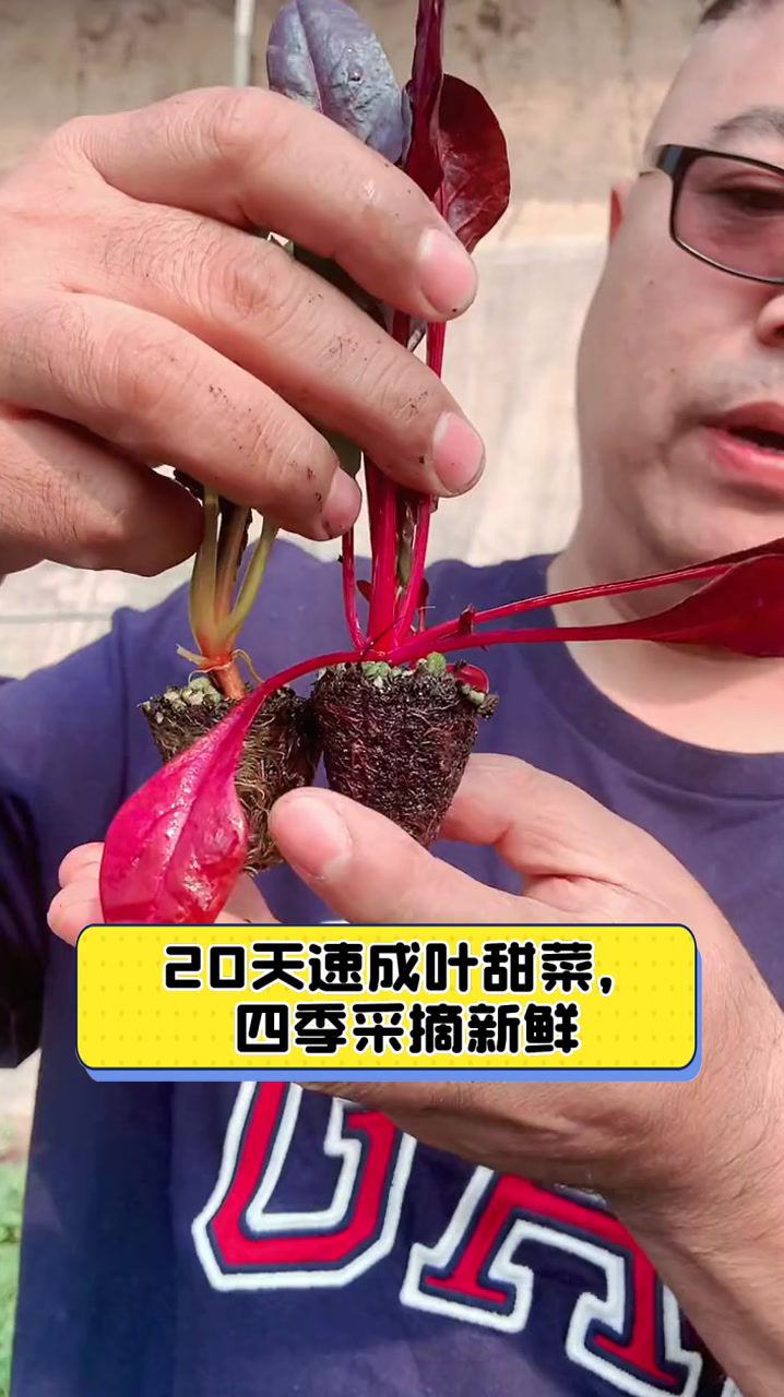 20天速成叶甜菜，四季采摘新鲜
