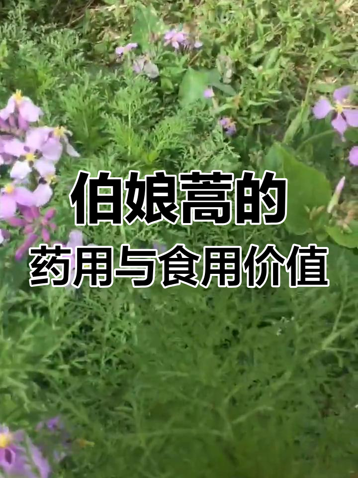 伯娘蒿:一种药食两用的野菜,吃法多样又安全