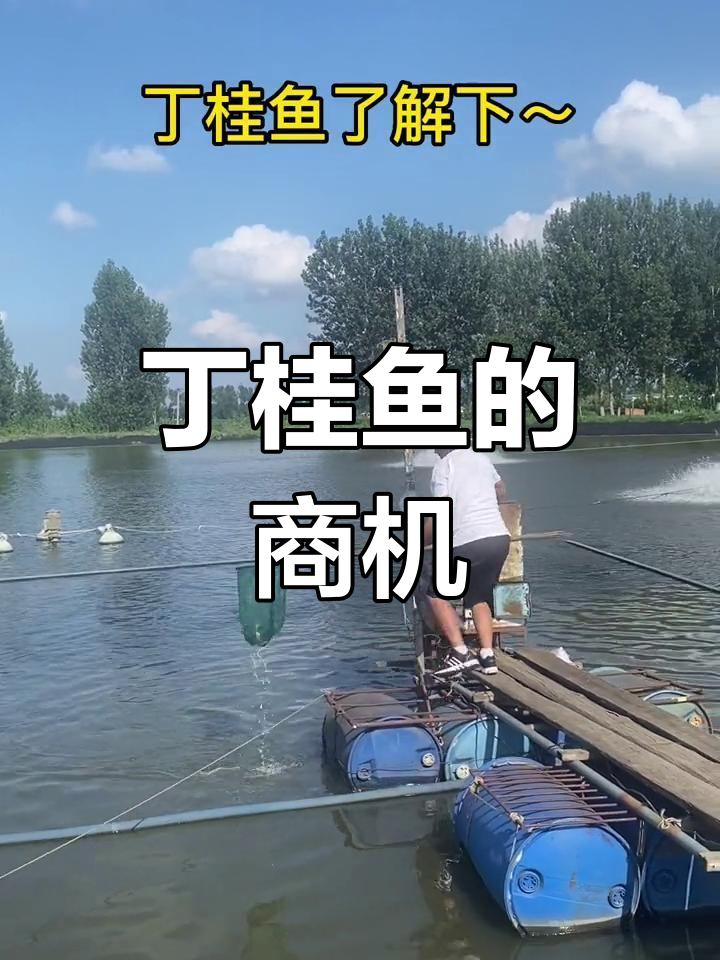 丁桂鱼口感绝佳,养殖成本低,市场前景广阔!
