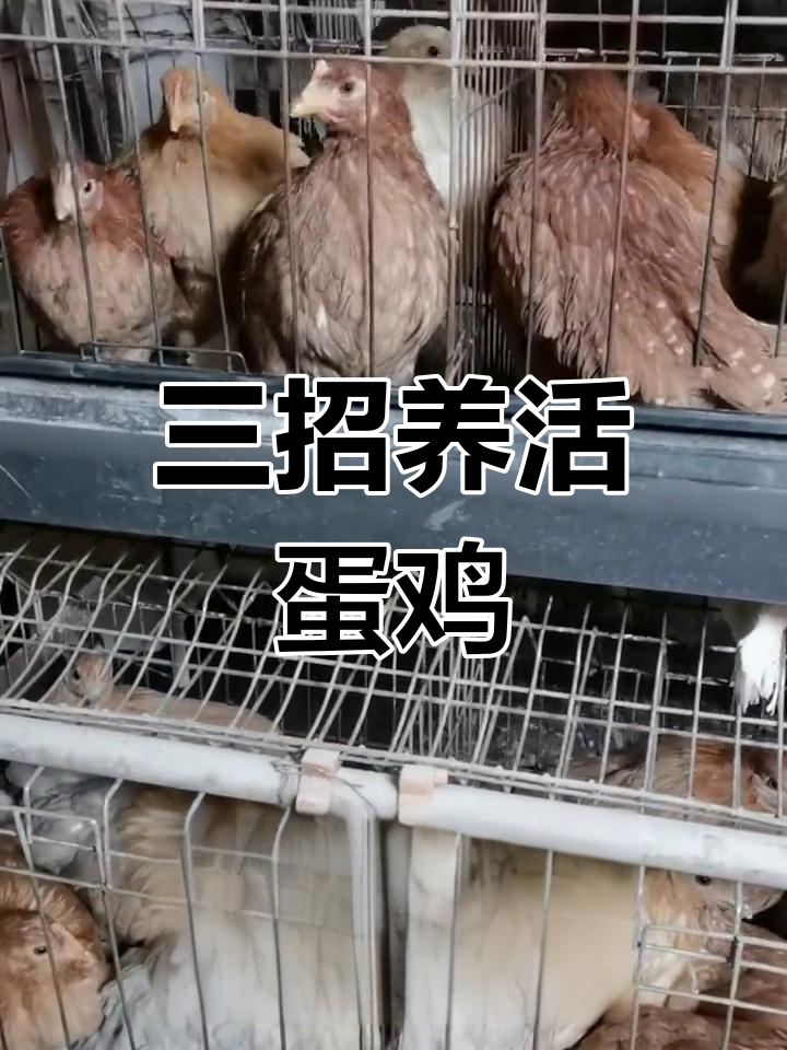 养殖不死鸡的三大秘诀