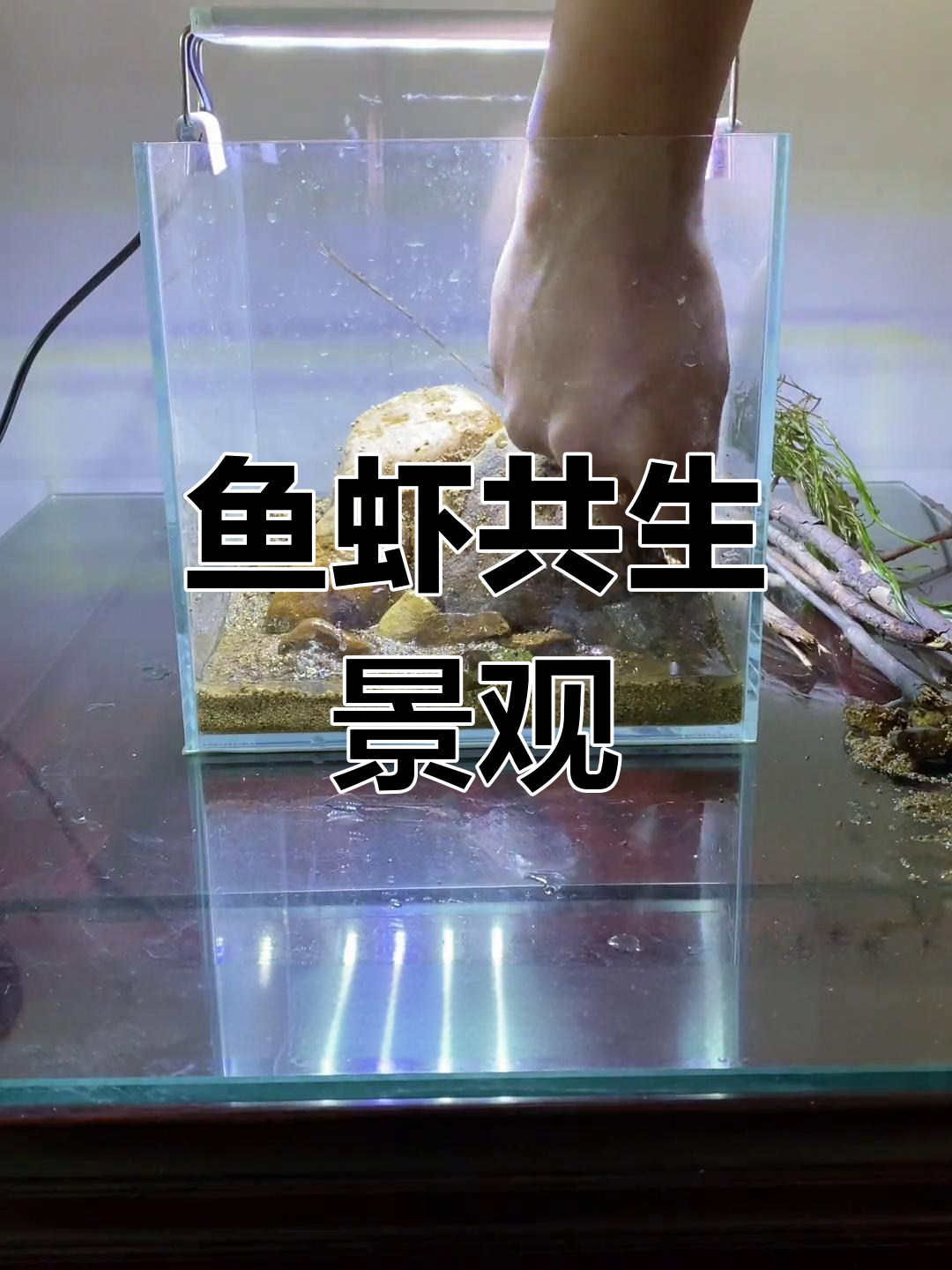 鱼缸造景,打造美丽水族世界