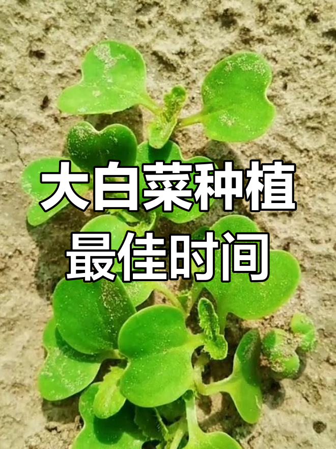 北方大白菜最佳种植时机,错过就晚了!