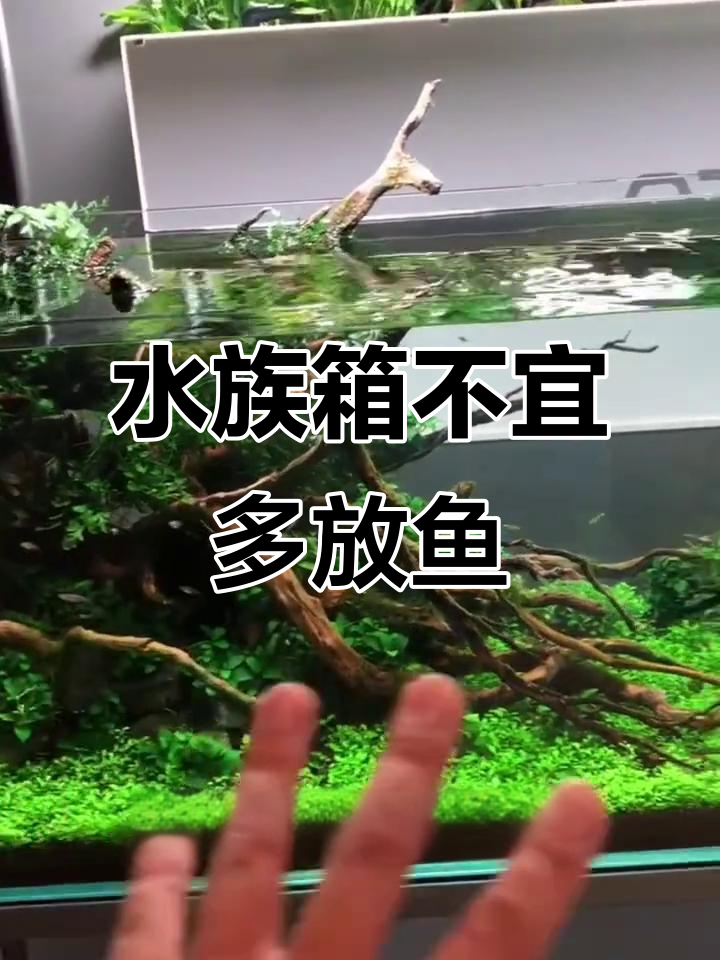 鱼缸养太多鱼的危害,水草造景如何避免过度拥挤