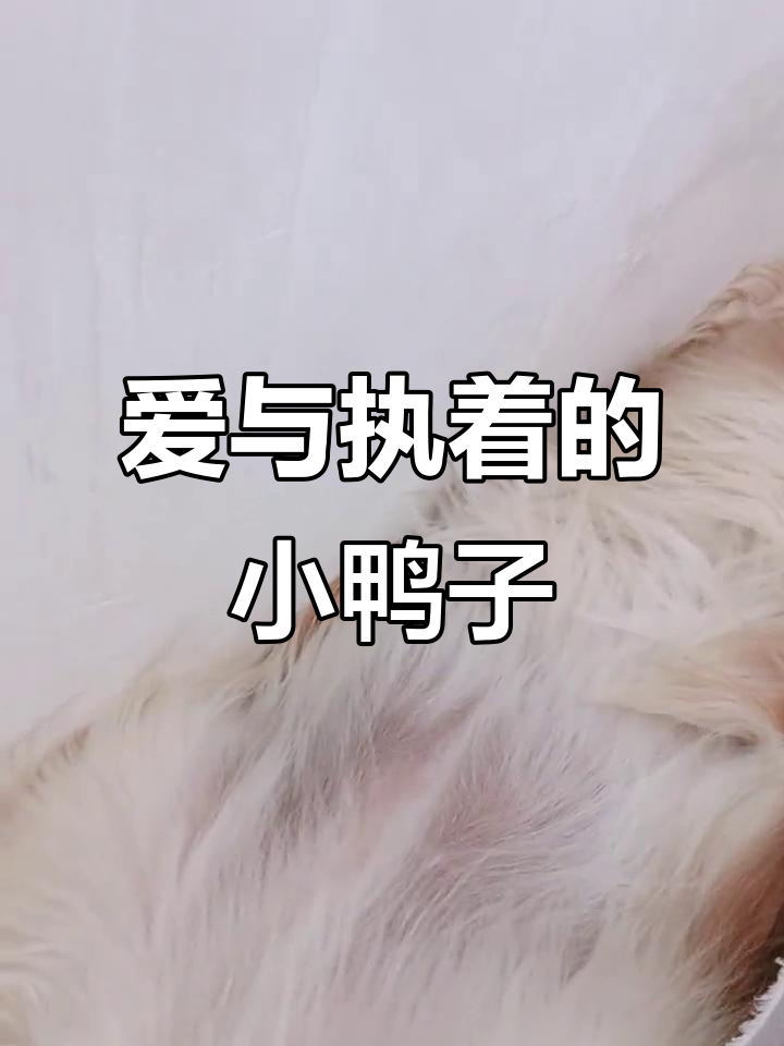 小鸭子的尾巴摇摆挑战，竟然被认出来了！