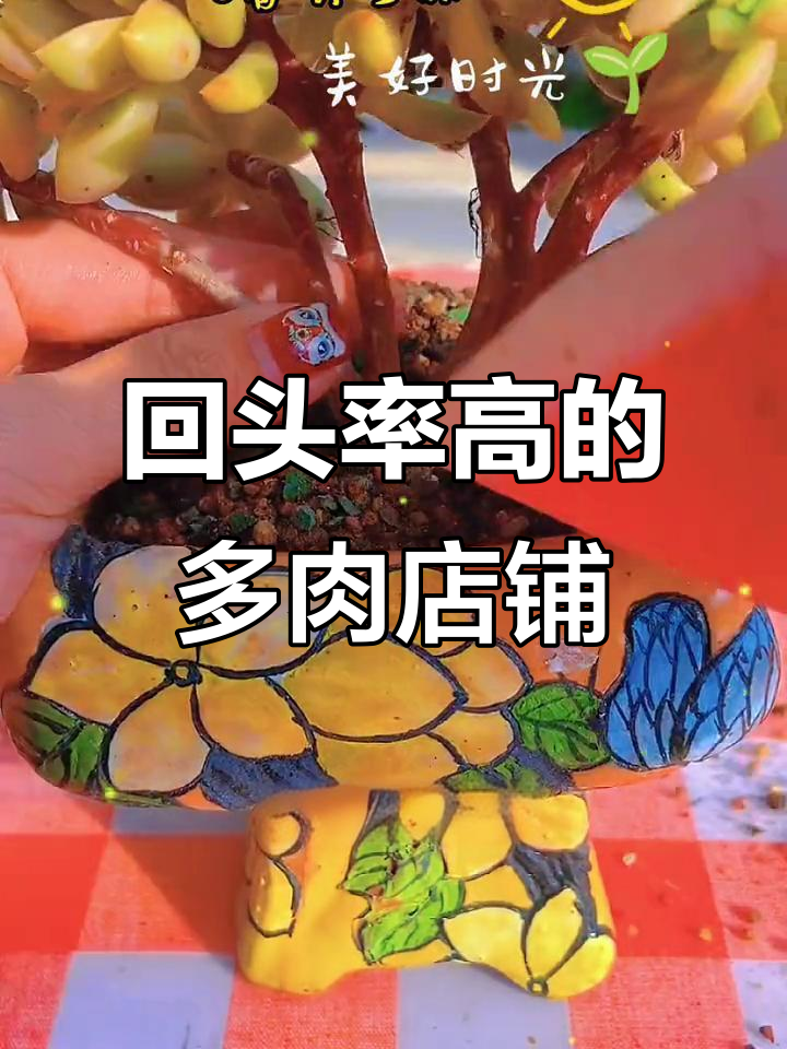 多肉植物爱好者的天堂,回头客超多的花卉店