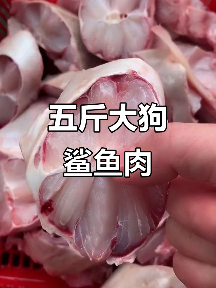 超大狗鲨鱼肉,新鲜五斤多,结伴而行!