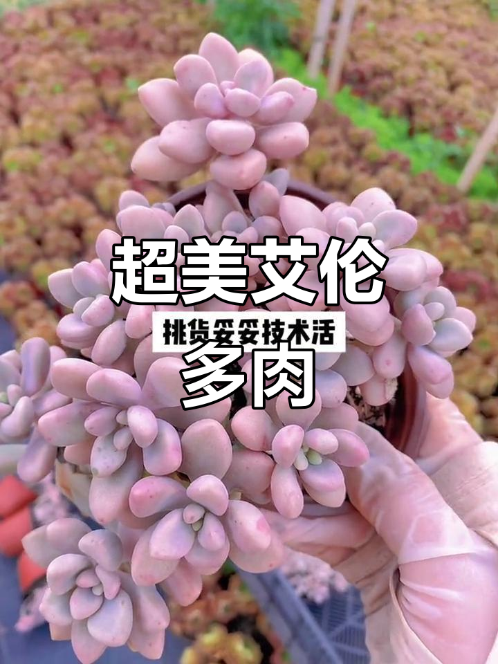 艾伦多肉品质超乎想象,完美造型等你来挑
