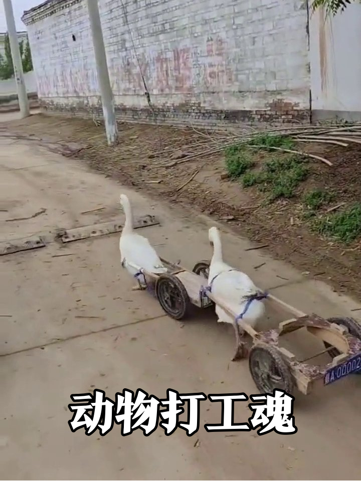 动物打工天团出道!狗戴安全帽领头,白鹅拉车挂车牌