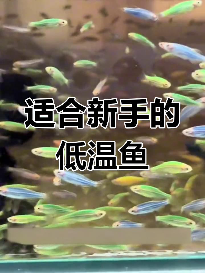 新手养鱼推荐:三种低维护高颜值冷水鱼类