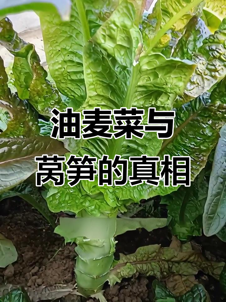 油麦菜和莴笋叶竟是“亲姐妹”!原来它们有共同祖先