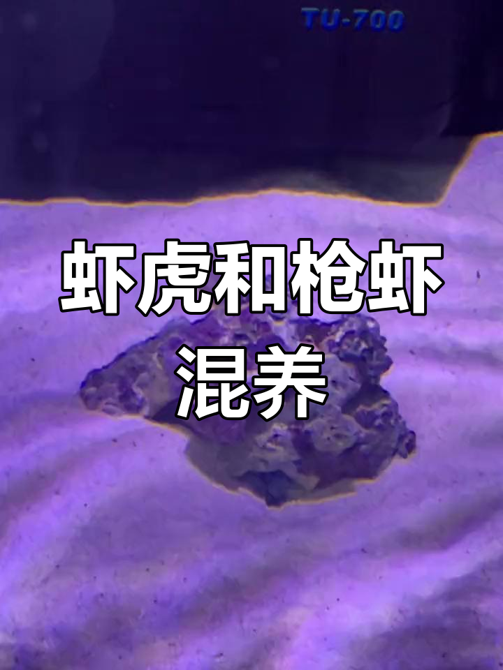 虾虎鱼与枪虾的共生关系