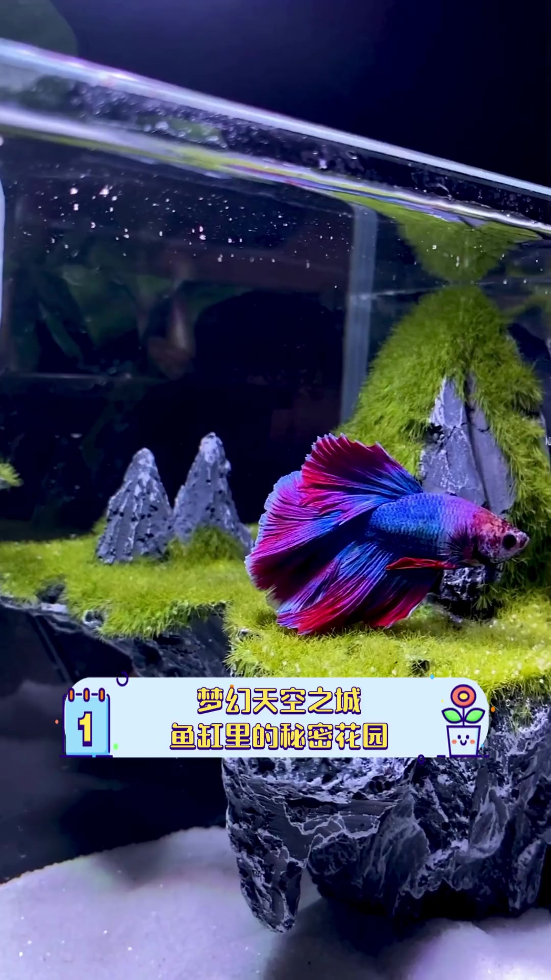 梦幻天空之城,鱼缸里的秘密花园