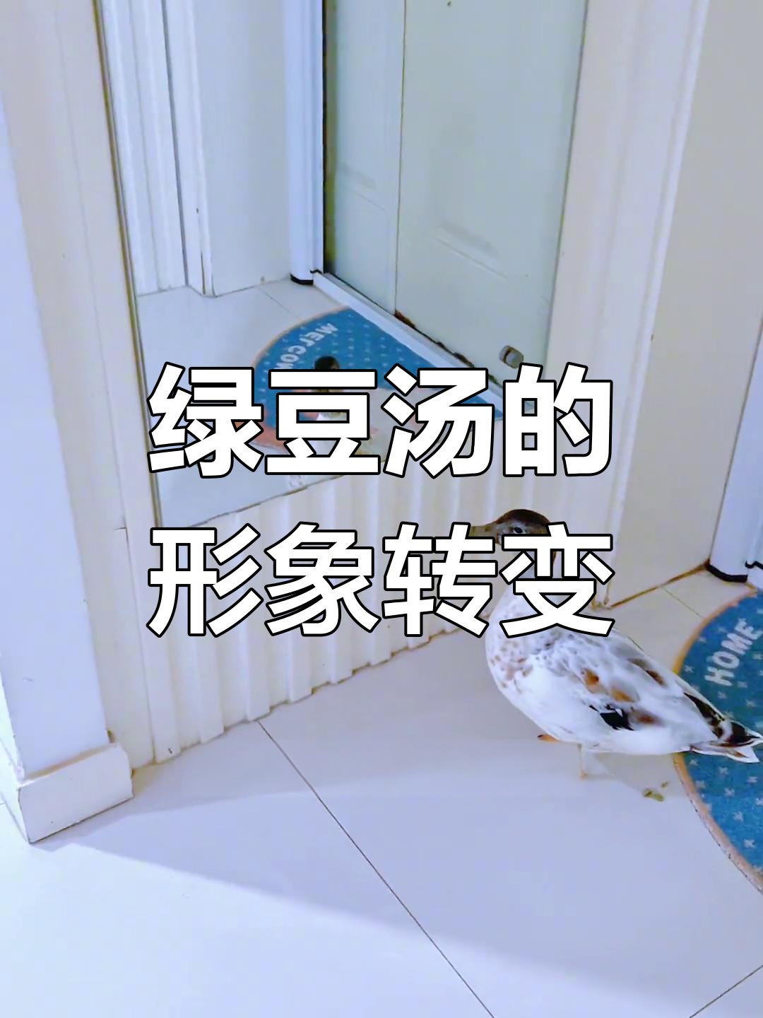 绿豆汤开始注意形象,柯尔鸭萌宠日常
