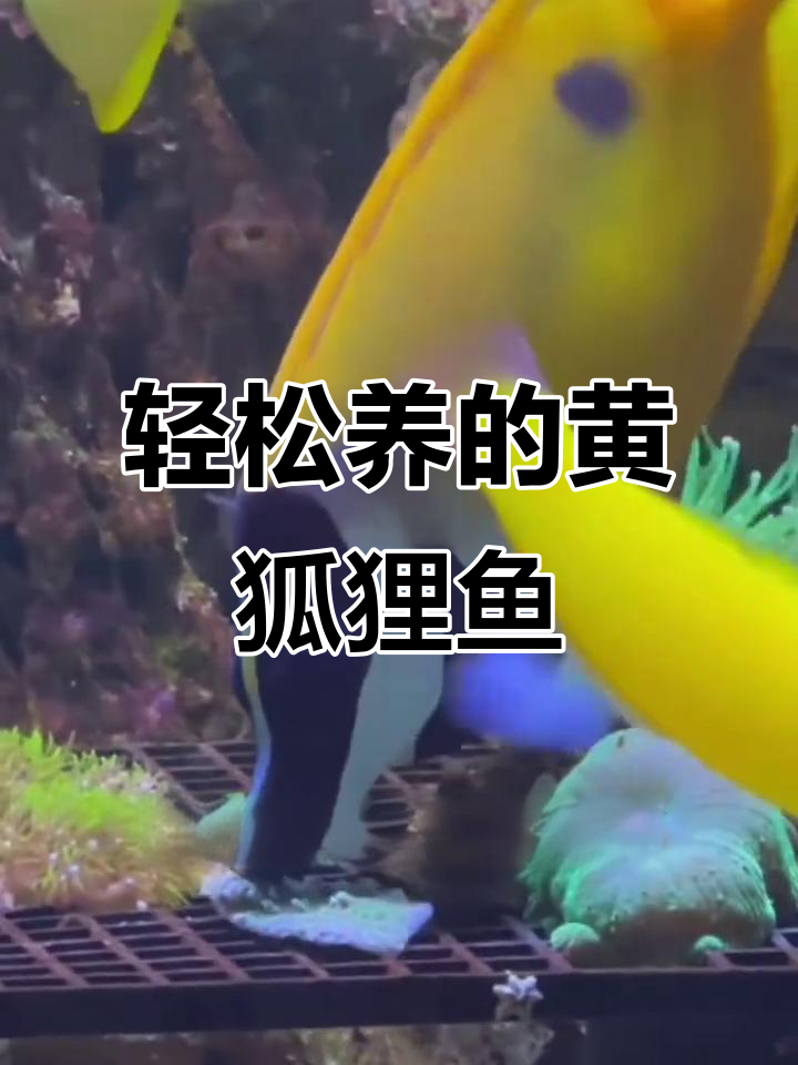 黄狐狸鱼:新手必养,超易照顾的海洋宠物