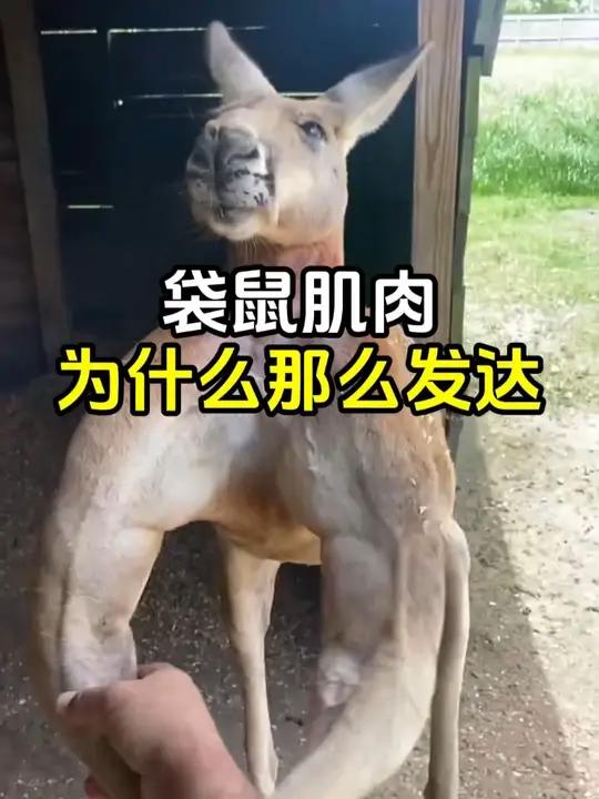 吃素的袋鼠,肌肉为何如此发达?