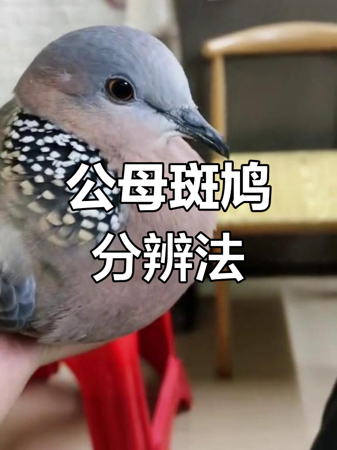 斑鸠公母辨别技巧