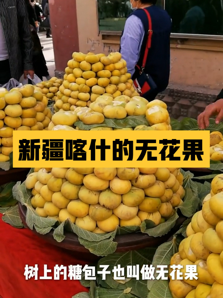 新疆喀什的特色水果 树上的糖包子你吃过吗
