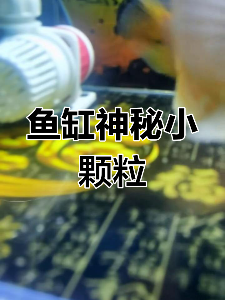 鱼缸底部出现透明颗粒,是什么东西?